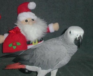 Congo African Grey Parrots for Adoption
