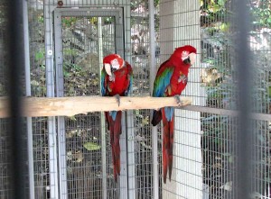 Green Wing Macaw Parrots