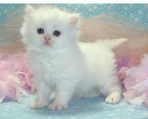 Adorable Persian Kittens for Adoption - 3 Months Old