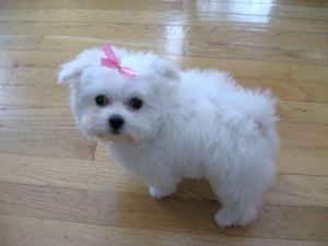 Maltese Puppies Available