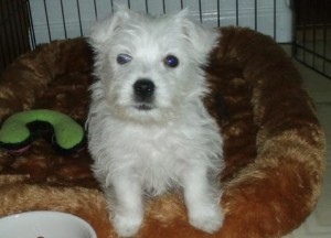 West Highland White Terrier