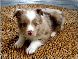 Australian Shepherd Puppies for Sale