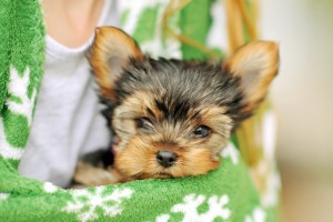 Micro Teacup Yorkie Puppies