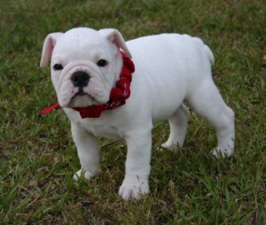 Outstanding English Bulldog Puppies