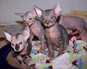 Lovely Sphynx Kittens for adoption
