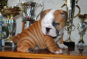 AKC Registered English Bulldogs for Sale