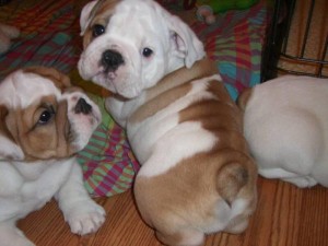 English Bulldogs for Adoption