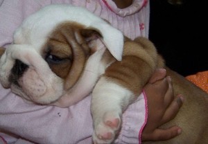 English Bulldog for Sale