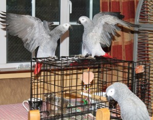 Congo African Greys for Adoption