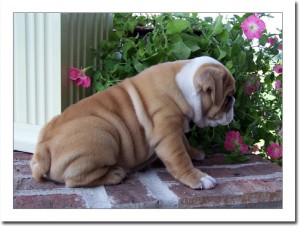 English Bulldog Puppies for Sale