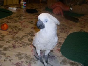 Talking Pair of Umbrella Cockatoo