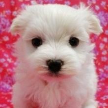 Purebred Maltese Puppies for Sale