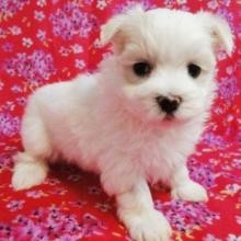 Two Gorgeous Maltese Pups