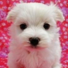Maltese Puppies - Cute Little Bundles of Fluff!