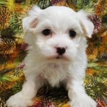 Lovely Maltese Pups