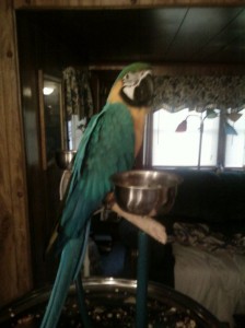 Blue and Gold Macaw Plus Cage and Stand for Sale