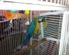 Blue &amp; Gold female and Green Wing male Macaw Pair for Adoption