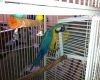 Two Macaws with Cage