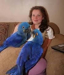 2 Young Female Hyacinth Macaws