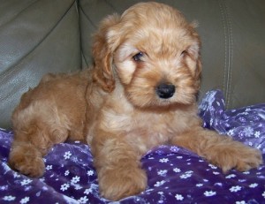 Cockapoo Puppies Available