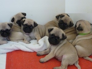 Beautiful Pug Puppies