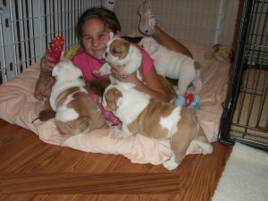 Two Cute English Bulldogs