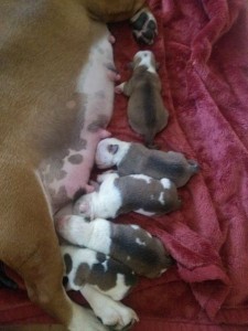 ACK Registered English Bulldog