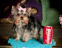 Adorable Teacup AKC Yorkie Puppy for Adoption