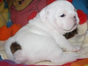 Exotic Olde English Bulldogge Male