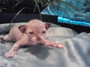 Male Sphynx