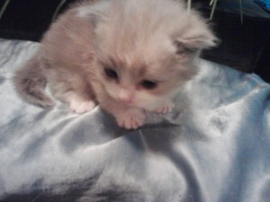 2 Coated f1 Bambino/Munchkin Kittens