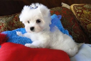 Affordable Maltese Pups