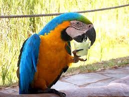 Tamed and Talking Macaw Parrots for Adoption