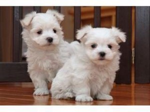 Teacup Maltese puppies