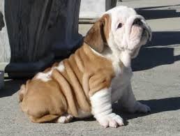 English Bulldog Puppies for Sale