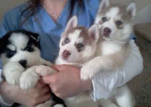 Siberian Husky Puppies