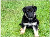 German Shepherd Dog Puppies for Sale