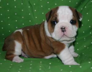 English Bulldog Puppies for Sale