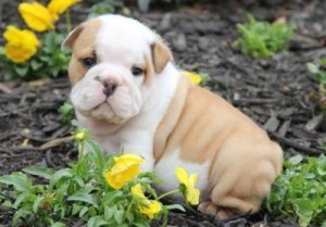 English Bulldogs Puppy Available for Adoption