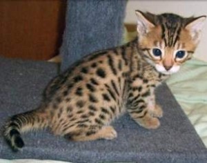 Gift Potty Trained Bengal Kittens