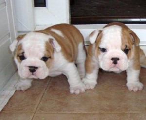 Bulldog for Sale