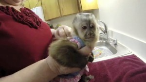 Free Capuchin Monkey