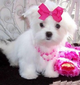 Cute purebred Teacup Maltese puppies