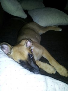5mnth old German Shepard/Boxer Pup