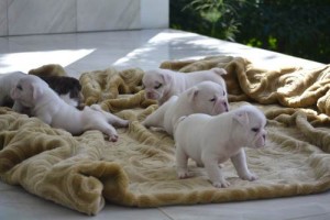 New Litter of English Buldogs