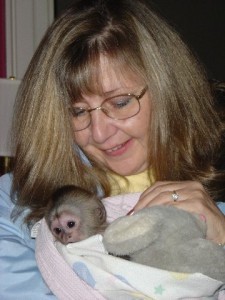 Capuchin Monkey Available For Re-homing