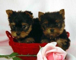 Yorkie Puppies Available for Adoption