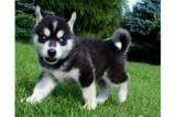 Husky Puppies Available