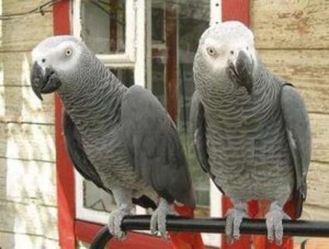 African Grey Parrots for Adoption