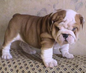 English Bulldog Puppies for Sale